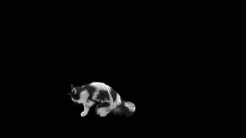 Katze springt 4K