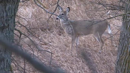 Deer Grazing in Tall Grass in Rural Setting