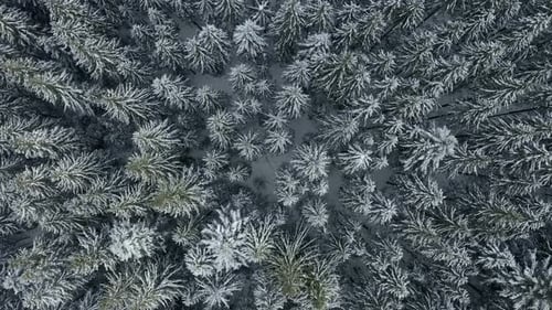 Top Down Aerial View of Falling Snow on Evergreen Pine Forest During Heavy Snowfall in Winter