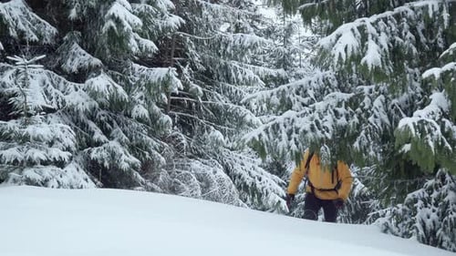 Man with Backpack Goes in the Woods in Winter