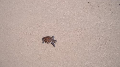 Baby Loggerhead