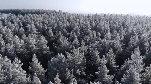 Winter Nature Concept