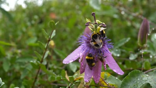 Bumblebees on Violet Passion Flower in a Garden