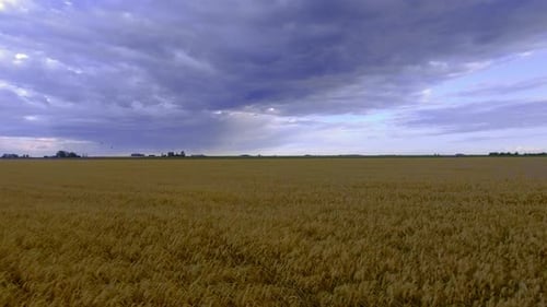 Golden Wheat Field Blowing in the Breeze