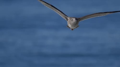 A gray seagull flies over the Pacific Ocean.