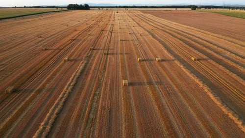 Fly Over the Field with a Round Haystacks After the Wheat Harvest