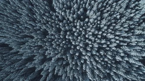 Winter Season Spruce and Pine Trees Covered with Snow. Aerial Top Down Flyover Shot of Winter Forest