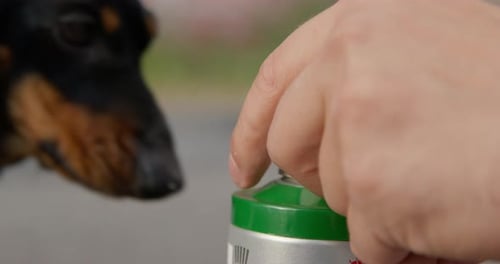 Hand Places Cap on Spray Can, Dog