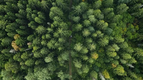Top Down Trail, Dirt Road in Autumn Forest, Fall Woodland Aerial Shot. Drone Flies Over Pine Trees
