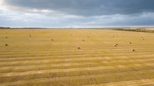 Nature Farm Field