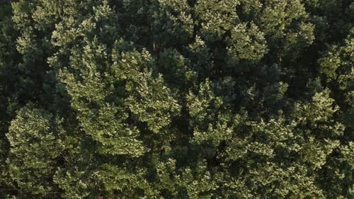 Tree Top Aerial View Background