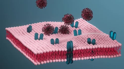 Viral Infection of Cell Membrane: Biological Process Animation