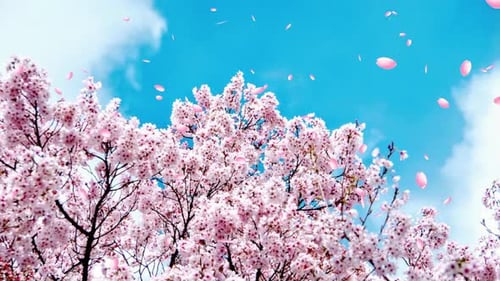 Elegant Falling Pink Cherry Blossom Petals Overlay