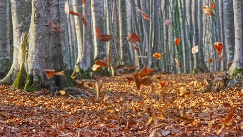 Leaves Gently Falling in an Autumn Forest