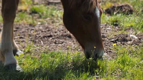 Brown Horse Grazes Eating Fresh Grass on Farm Closeup