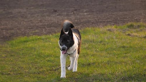 Running Nice West Siberian laika puppy