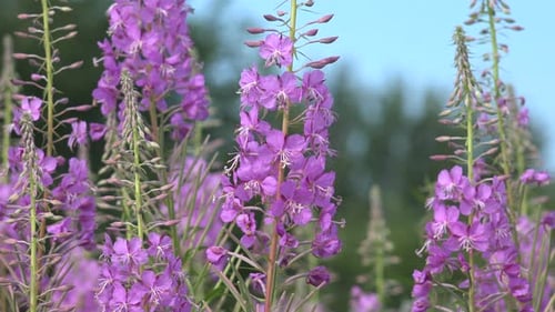 Purple Fireweed Flowers Blooming in Natural Setting