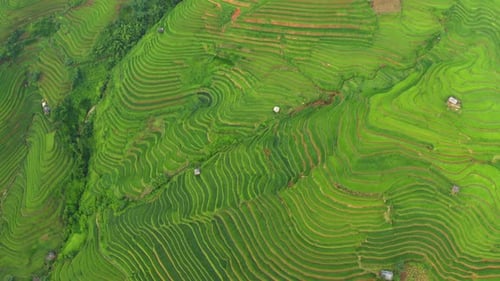 Aerial top view of paddy rice terraces, green agricultural fields