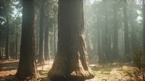 Sunset on the Giant Forest, Sequoia National Park, California