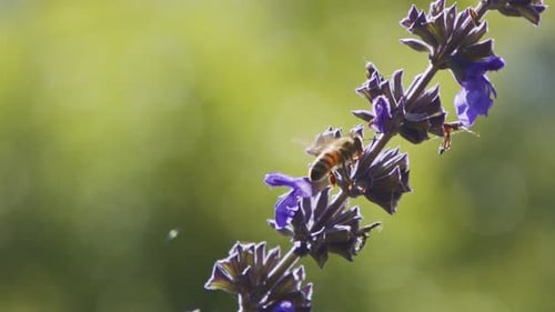 Bee Pollinating Purple Flowers in Sunny Garden