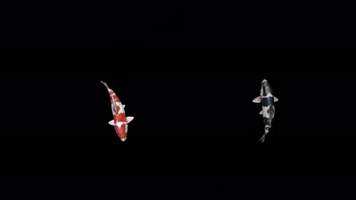 4K Koi-Fische