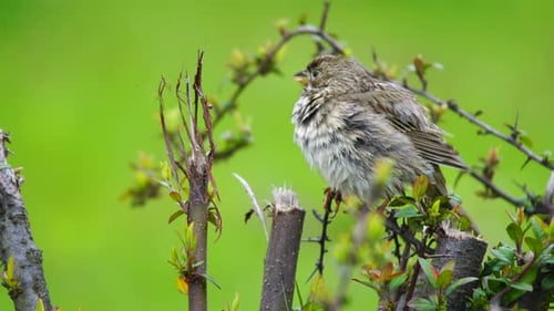 Small Bird Preening on a Tree Branch