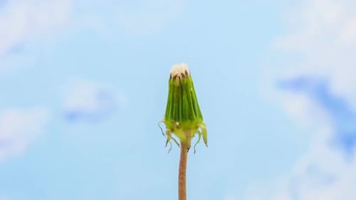 Löwenzahn-Blütenblüte