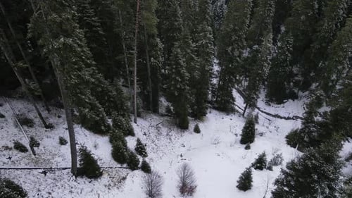 Deep in Snowy Junlge