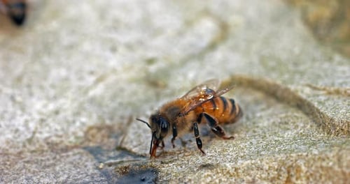 European Honey Bee, apis mellifera, Bees drinking Water on a Stone, Normandy, Real Time 4K