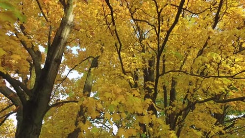 Autumn Canopy of Golden Yellow Leaves