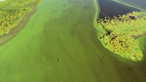 Flying over the green river. Top view of the river covered with green algae.
