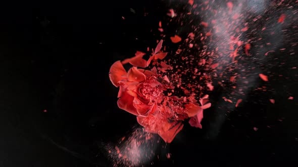 Bright red rose exploding in super slow motion, shot with Phantom Flex ...