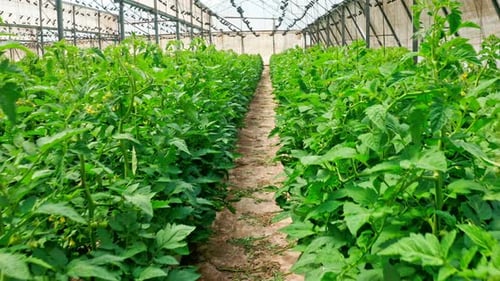 Rows of plants growing inside a large greenhouse