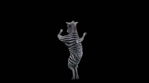 Animated Zebra Dancing Loop on Black Background