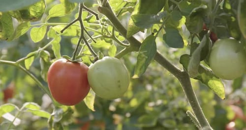 Fresh Tomato Farm
