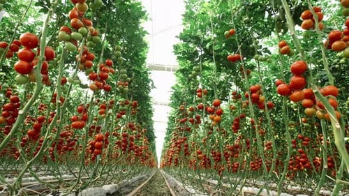 Tomatoes Growing in Greenhouse, Abundant Produce