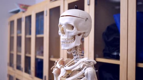 Ein Bildungsmodell eines menschlichen Skeletts, das in einem naturwissenschaftlichen Klassenzimmer für die Schüler ausgestellt ist