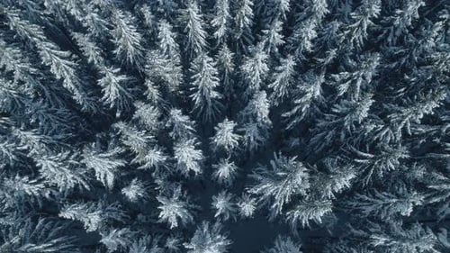 Winter Season Spruce and Pine Trees Covered with Snow. Aerial Top Down Flyover Shot of Winter Forest