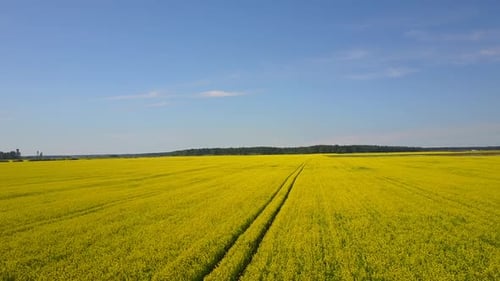 Rapeseed Fields Aerial 5