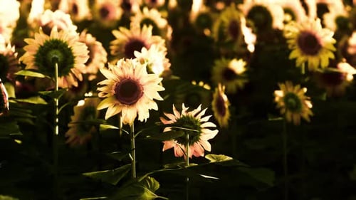 Field of Blooming Sunflowers on Sunset