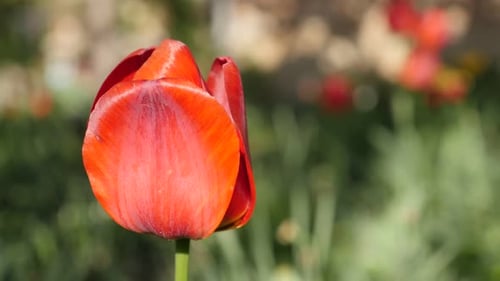 Shallow DOF lily Didier tulip plant bulb 4K 2160 30fps UltraHD footage - Close-up of flower Tulipa