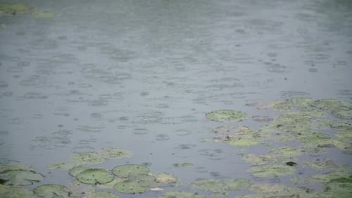 Rain Falling on a Lily Pad Pond