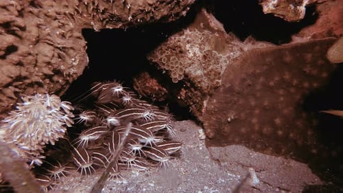 Underwater Tropical Catfish