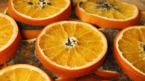 Orangenscheibe verrottet, Schimmel und Bakterienfrüchte werden schnell klein und faltig zerfallen Zeitraffer