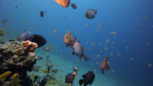 Abundant Fish Swimming Amongst Coral Reef Underwater