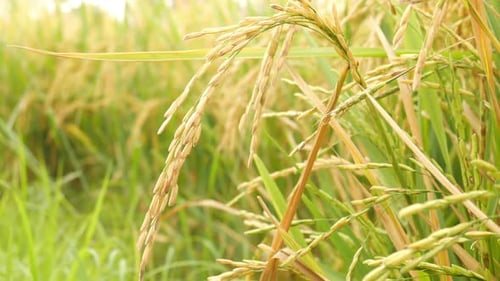 Spike Rice