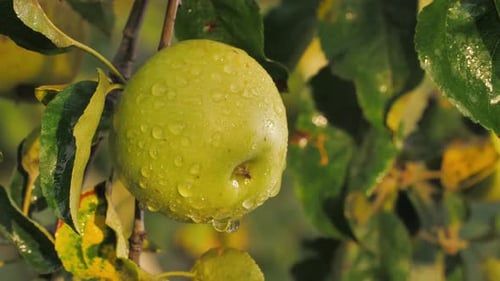 Green Apple with Dew on the Branch