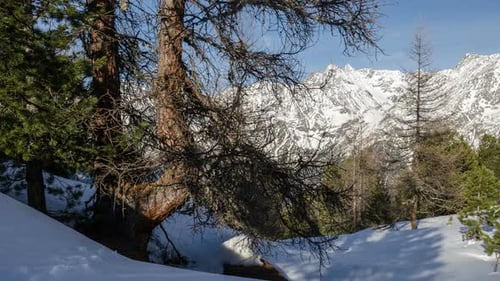 Sunny Forest in Winter Alps Mountains