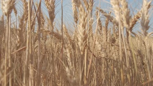 Golden Wheat Crop in Agriculture Field