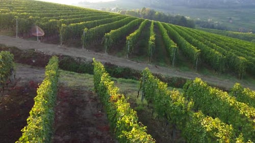 Vineyards Agriculture Field at Sunset Aerial View